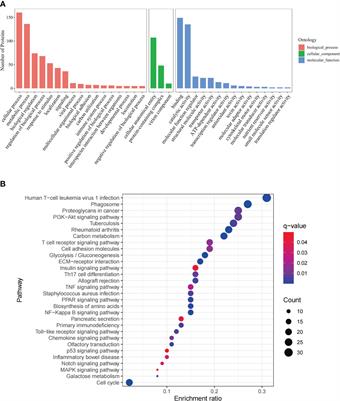 Multiomics and bioinformatics identify differentially expressed effectors in the brain of Toxoplasma gondii infected masked palm civet